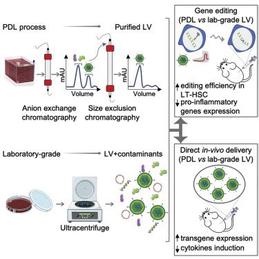 lv virus production|lab scale lvs production.